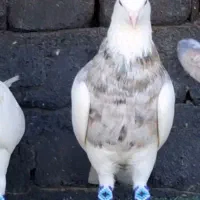 کبوتر طوقی|پرنده|سامان, |دیوار