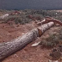 هرس وخرید انواع درخت و چوب|خدمات باغبانی و درختکاری|گلبهار, شهر جدید گلبهار|دیوار