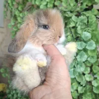 خرگوش های خانگی tedy