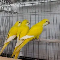 سرزمین پرندگان ققنوس