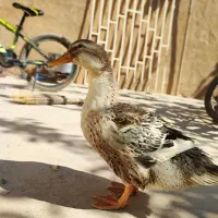 اردک ماده 5 ماه تخفیف دار