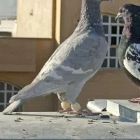 خط سفید نر  سینه سیاه سروردمسفید|پرنده|شیراز, شهرک گلستان|دیوار