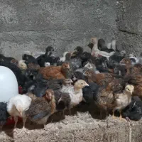 تعدادی جوجه دو ماهه (63 روزه)