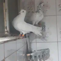 کبوتر
