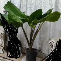 گیاه بابام آدم|گل و گیاه طبیعی|تهران, قصر فیروزه ۲|دیوار