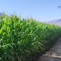 ذرت علوفه ای