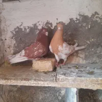 دوجفت جفتی به شرط تخم و جوجه و ماده دم سفید