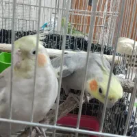 یک جفت عروس هلندی