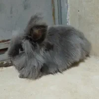 خرگوش جرسی خارجی