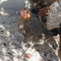 مرغ محلی اصل|حیوانات مزرعه|بیستون, |دیوار