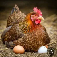 فروش تخم مرغ محلی تازه
