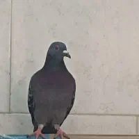 پلاکی|پرنده|میناب, |دیوار