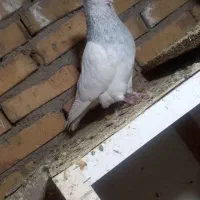 فروشی پرنده 4عدد 3تا نر 1ماده