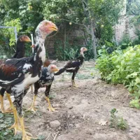 مرغ و خروس لاری