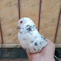 کبوتر|پرنده|نورآباد ممسنی, |دیوار