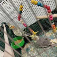 عروس هلندی جفت