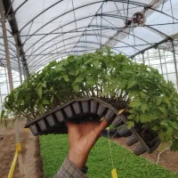 نشاء آزاد گوجه‌فرنگی نقد و شرایطی