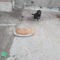 توله