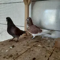 کبوتر|پرنده|داران, |دیوار