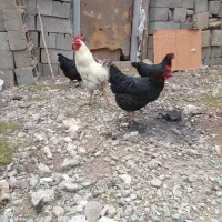 مرغ وه خروس محلی