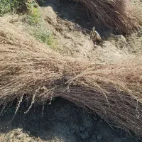 جارو شهرداری