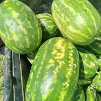 هندونه بیضی صادراتی