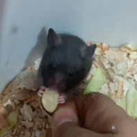 یک جفت همستر