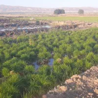 نشا، چلتوک، برنج