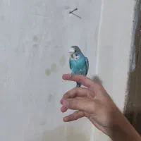 دو عدد مرغ عشق|پرنده|صوفیان, |دیوار