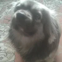 سگ تمیز و واقعا مهربون