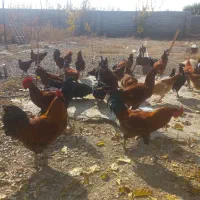 لاری محلی|پرنده|سلماس, |دیوار