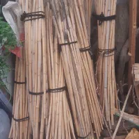 نی مخصوص نی بندی کبوتر و حفاظ باغچه