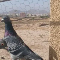 کبوتر مسافتی شهرستان