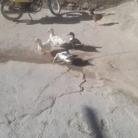 اردک به فروش میرسد دونه ای ششصد هزار تومن