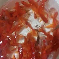 ماهی قرمز|ماهی|زارچ, |دیوار