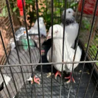 کبوتر پروازی