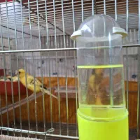 فروش چندعددقناری جوجه ۵ماهه ابلق سالم به شرط