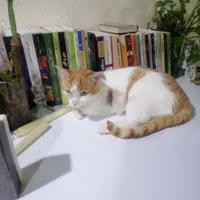 حامی گربه