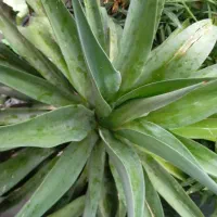 باغبانی و درختکاری