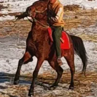 اسب کوردی|اسب و تجهیزات اسب‌سواری|سیلوانه, |دیوار