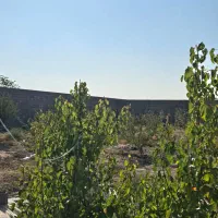 باغ و باغچه ۲۱۰ متری.برق گاز اب.سندتک برگ|فروش زمین و ملک کلنگی|وحیدیه, |دیوار