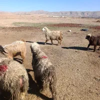 9 تا بره ماده ناز و ۵ تا بره نر چاق