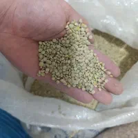 عدس الیگودرز تازه برداشت