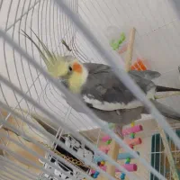 عروس هلندی اهلی