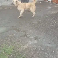 واگزاری قدرجونی