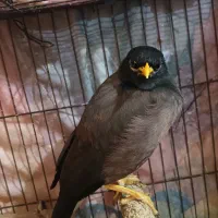 مرغ مینا