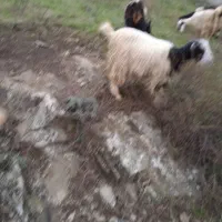 بزغاله معاوضه گوسفند وگاو|حیوانات مزرعه|اهر, |دیوار