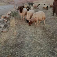 قوچ داشتی
