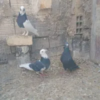 کفتریاکبوتر