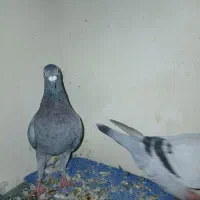 کفتر پلاکی|پرنده|گله دار, |دیوار